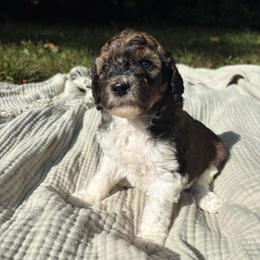 Perch - Parti female Poodle puppy in Troy, New Hampshire from SP Standard Poodles