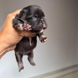 Shiloh - Tricolors female French Bulldog puppy in Porter, Texas from Whatabulldog