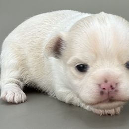 Bella - Cream and white female Chihuahua puppy in Westport, New York from Chantilly chihuahuas