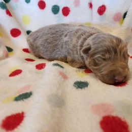 Soren - Isabella male German Shepherd puppy in Los Lunas, New Mexico from Mali's German Shepherds