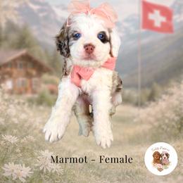 Marmot - Chocolate merle female Bernedoodle puppy in Canton, Georgia from Teddy Puppies