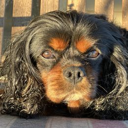 Sully - Cavalier King Charles Spaniel