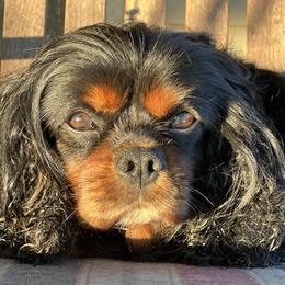 Sully - Cavalier King Charles Spaniel