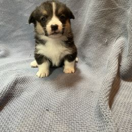 Anna - White and black female Pembroke Welsh Corgi puppy in Clear Spring, Maryland from Rose Petal Farm