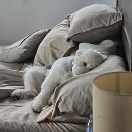 Goldendoodle All Grown Up from Happy_Tails_by_TJ