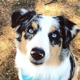 Daisy - Australian Shepherd