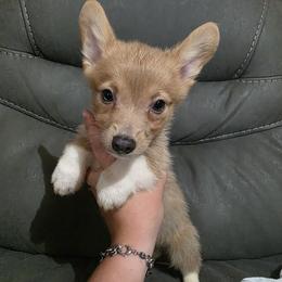 Male 2 (runt) - Blue male Pembroke Welsh Corgi puppy in Unicoi, Tennessee from East Tennessee Clark Corgis