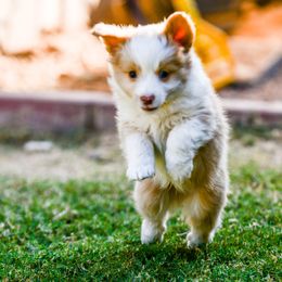 Miniature Australian Shepherd Puppies from Rockin D Mini Aussies