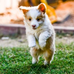Miniature Australian Shepherd Puppies from Rockin D Mini Aussies
