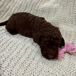 Light Pink - Brown female Poodle puppy in Camdenton, Missouri from Silver Lining Poodles