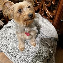 Belle - Black and tan female Yorkshire Terrier puppy in Bakersfield, California from Yorkie To My Heart
