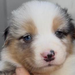 Wyatt Earp - Blue merle male Australian Shepherd puppy in Stanford, Kentucky from Red Feather Aussies