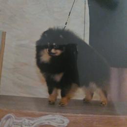 Petey - Black and tan male Pomeranian puppy in Rose Hill, Kansas from Layna's Pomeranians & Chihuahuas