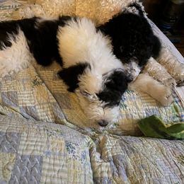 Sheepadoodle Puppies from Roughneck Doodles