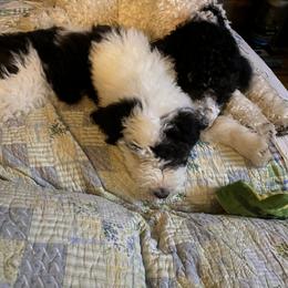 Sheepadoodle Puppies from Roughneck Doodles