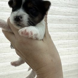 Blue Grey Boy - Black tan and white male Biewer Terrier puppy in Lebanon, Oregon from SD99Biewers