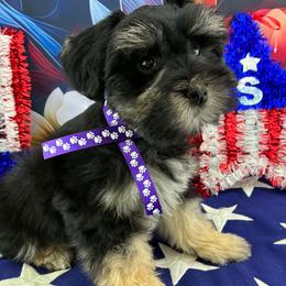Franklin - Black male Miniature Schnauzer puppy in Sylvania, Georgia from Southern Sky Miniature Schnauzers