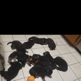 German Shepherd Puppies from Flussufer German Shepherds