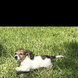 Female piebald - Piebald female Dachshund puppy in Charlotte County, Florida from Doxie Den