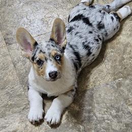 Akita, American Corgi, Cardigan Welsh Corgi, and Great Pyrenees Puppies from WeVolution Off-Grid