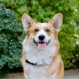Cash - Pembroke Welsh Corgi