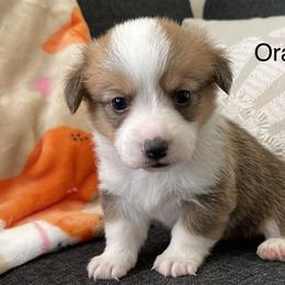 Kaito - Pembroke Welsh Corgi puppy in Tehachapi, California from Mighty Corgis