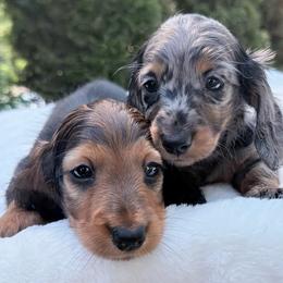 Red Darius European Lines - Red male Dachshund puppy in Richmond, Virginia from Irresistible Dachshunds & Cavaliers