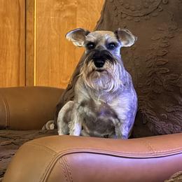 Mona - Miniature Schnauzer