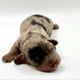 Regina George - Dapple female Dachshund puppy in Idaho from Gem State Mini Dachshunds