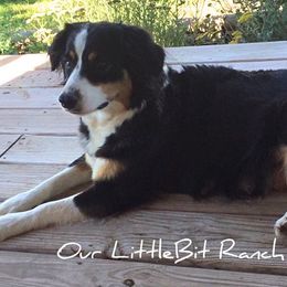 Miniature Australian Shepherds from Our LittleBit Ranch