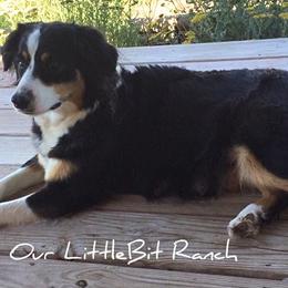 Miniature Australian Shepherds from Our LittleBit Ranch