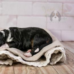 Boy 1 - male Bernedoodle puppy in Eureka, Illinois from Joley Aire Family Dogs