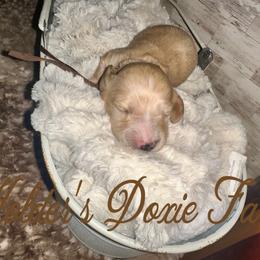 Sneezy - Cream male Dachshund puppy in Atwood, Oklahoma from Holder’s Doxie Farm