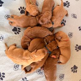 Boy 1 - Yellow male Labrador Retriever puppy in Randolph, Ohio from The Lab Clan