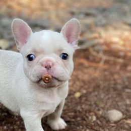 French Bulldog Puppies from Bennett’s Bullies