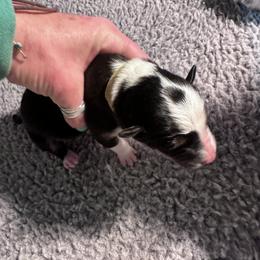 Green - Tri-color male Border Collie puppy in Menomonee Falls, Wisconsin from Steppinstone Dog Training and Labradors/BC’s