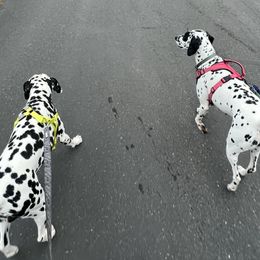Dalmatian Puppies from Hallmark Dalmatians;