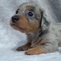 Deegan - Dapple male Dachshund puppy in Warm Springs, Arkansas from Seven Hills Arkansas