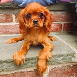 Cherry - Ruby female Cavalier King Charles Spaniel puppy in Watsontown, Pennsylvania from Huntsman Cavaliers