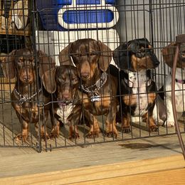 Dachshund Puppies from Matthews Dachshunds