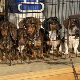 Dachshund Puppies from Matthews Dachshunds