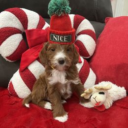 Travis - Red  male Goldendoodle puppy in The Woodlands, Texas from Gracie's Goldendoodles and Bernedoodles