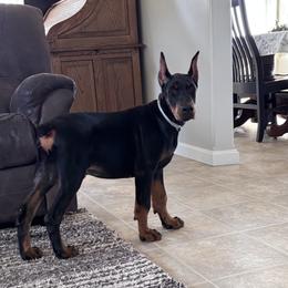 Doberman Pinscher Puppies from Gold Star Canines