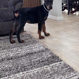 Doberman Pinscher Puppies from Gold Star Canines
