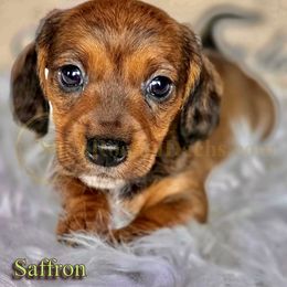 Saffron - Red male Dachshund puppy in Cave Junction, Oregon from Rockindachs