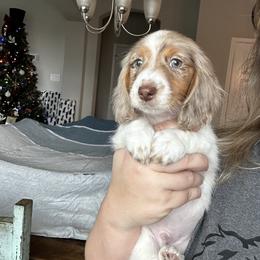 Dachshund Puppies from 2 Knights Doxies