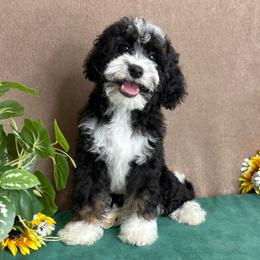 Crystal - Tri-color female Bernedoodle puppy in Seymour, Missouri from D and D’s Dandy Doodles
