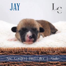 Jay - Red male Pembroke Welsh Corgi puppy in Pine Village, Indiana from NL Horsemanship