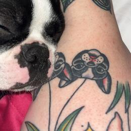 Boston Terrier Puppies from NW Boston Terriers