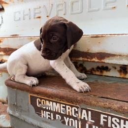 Olive - White and liver female German Shorthaired Pointer puppy in Macclenny, Florida from Dillon's GSPs